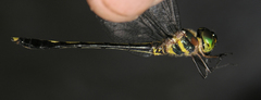 Macromidia rapida