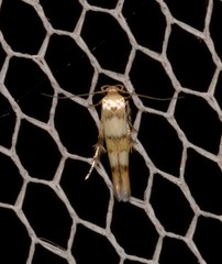 Stathmopoda tritophaea