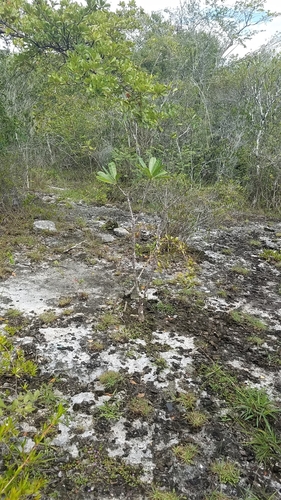 Plumeria obtusa