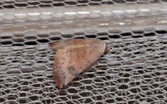 Mataeomera mesotaenia