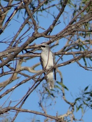 Coracina papuensis hypoleuca