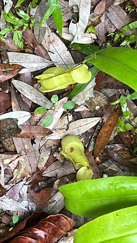 Nepenthes distillatoria