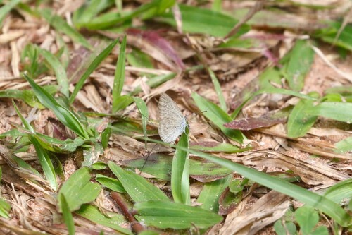 Lesser Grass Blue