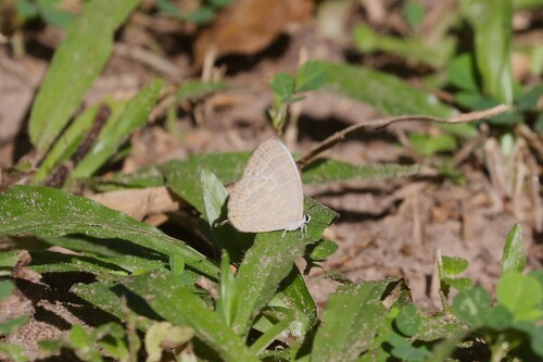Common Cerulean