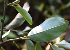 Elaeagnus conferta