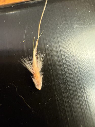 Rytidosperma duttonianum, 2025-12-23