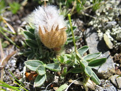 Oxytropis eriocarpa