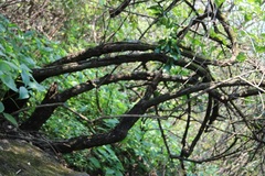 Elaeagnus conferta