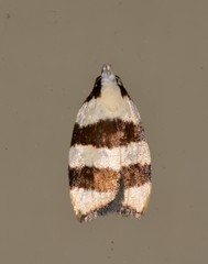Zonopetala divisella