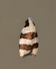 Zonopetala divisella