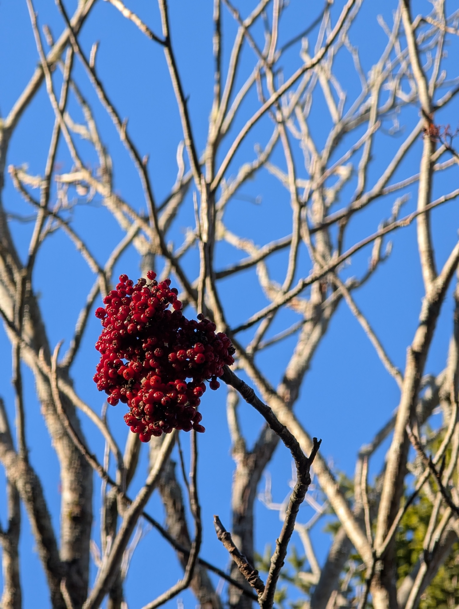 American Mountain-Ash (Sorbus americana)
