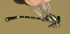 Lamelligomphus castor