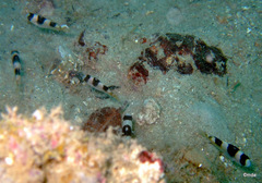 Amblypomacentrus breviceps