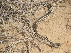 Masticophis taeniatus taeniatus