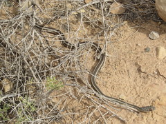 Masticophis taeniatus taeniatus