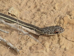 Masticophis taeniatus taeniatus