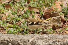 Dendronanthus indicus