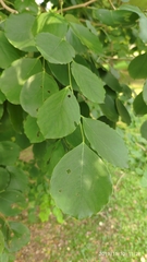 Dalbergia latifolia