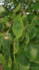 Dalbergia latifolia