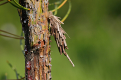 Acanthopsyche atra