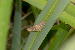 Chrysolarentia leucozona
