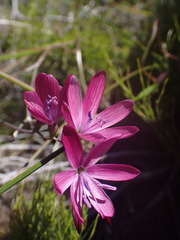 Geissorhiza burchellii