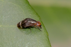Depressa striatipennis