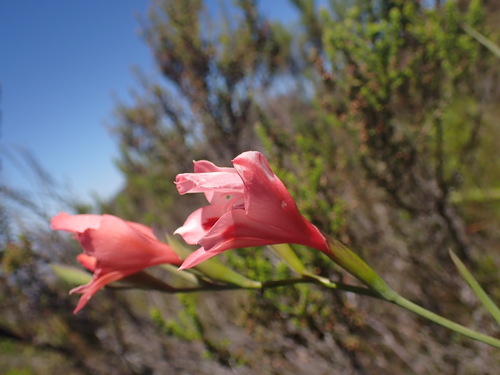 Summer Lady (Gladiolus oreocharis)