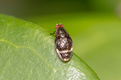 Depressa striatipennis
