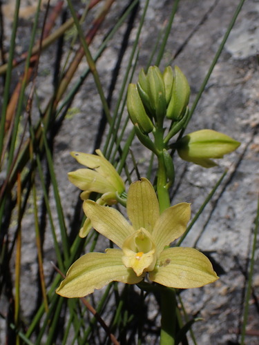 Fynbos Harlequin (Orthochilus tabularis)