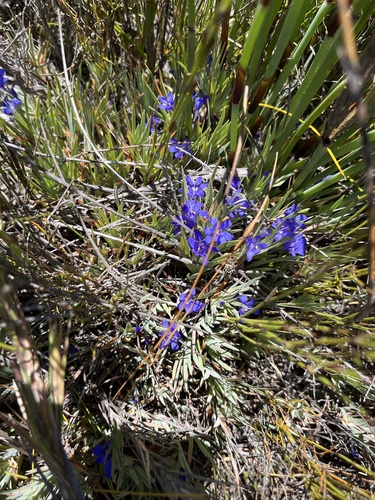 Langeberg Bushiris (Nivenia fruticosa)