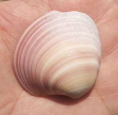 Eucallista purpurata