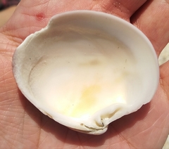 Eucallista purpurata