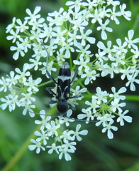 Chlorophorus figuratus