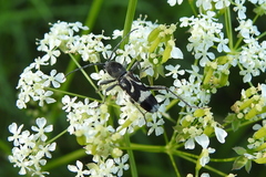 Chlorophorus figuratus