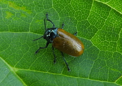Labidostomis longimana
