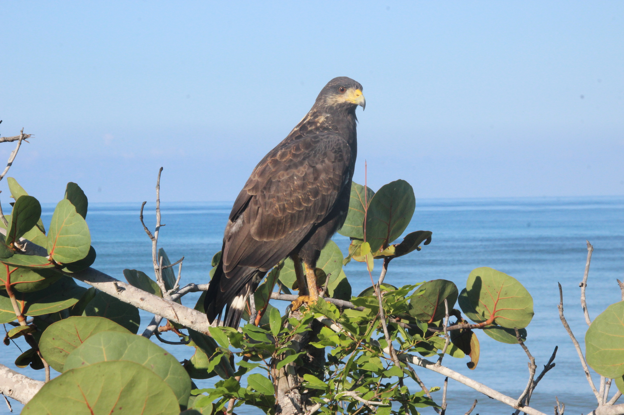 Cuban Black Hawk (Buteogallus gundlachii), photo 4