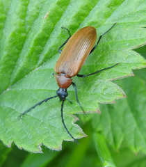 Pseudocistela ceramboides