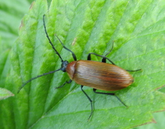 Pseudocistela ceramboides