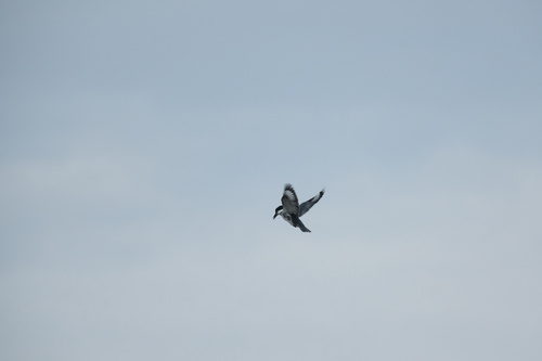 Belted Kingfisher photographed in Virginia