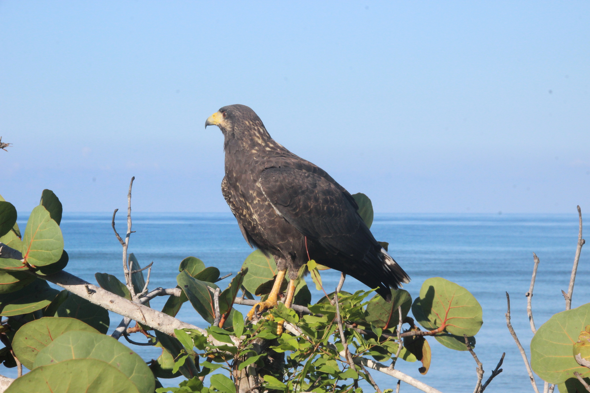 Cuban Black Hawk (Buteogallus gundlachii), photo 3