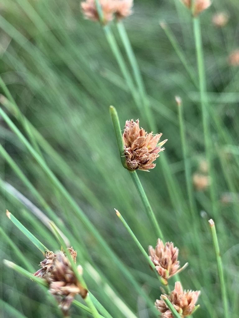 Bulbostylis schoenoides