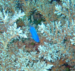 Chrysiptera springeri