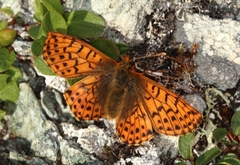 Boloria alaskensis