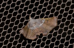 Esthlodora versicolor