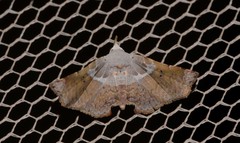 Esthlodora versicolor