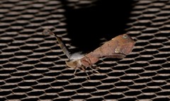 Esthlodora versicolor