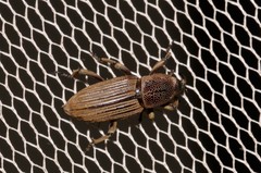 Cosmopolites sordidus