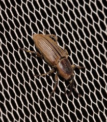 Cosmopolites sordidus