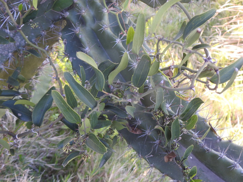 Smilax campestris; photograph (c) Leonel Roget, some rights reserved (CC BY)